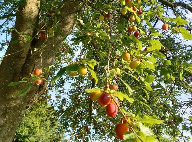 Et D'etretat 4* 埃特勒塔
